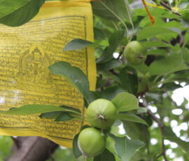 svg+xml,%3Csvg%20xmlns%3D%22http%3A%2F%2Fwww.w3 Eastern Ontario Stupa